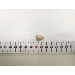 Clip, listwa ochronna MERCEDES-BENZ 123 124 KLASA E OE A0019887681